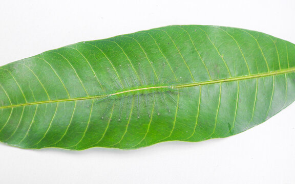 Caterpillars of the Common Gaudy Baron butterfly (Euthalia lubentina) camouflage on green mango leaves. Green caterpillars camouflage on green leaves isolated on white background