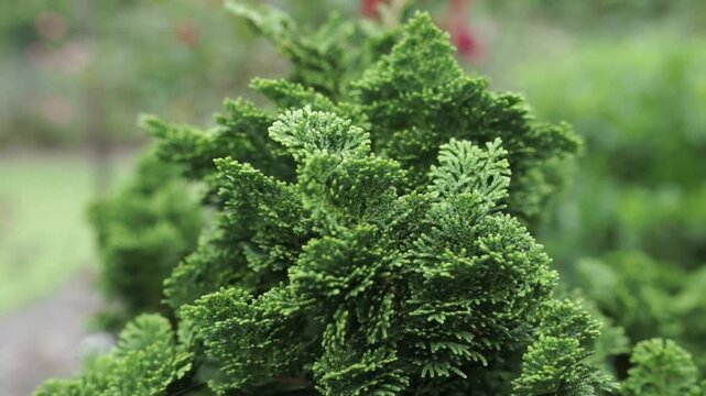 Hinoki Pine Fir Tree