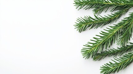 Obraz premium Fresh Green Pine Branch Sprigs on White Background, Minimalist Festive Holiday Season Decoration.