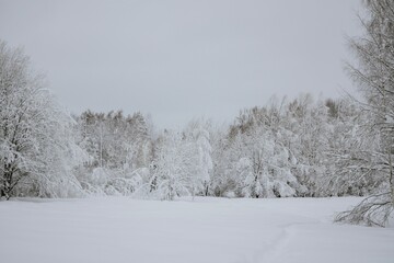 A snowy winter forest with a path surrounded by snow-covered trees