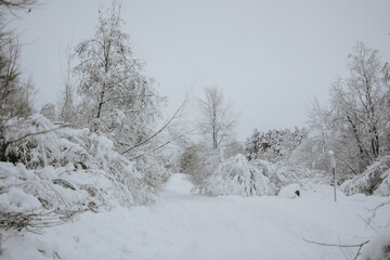 A snowy winter forest with a path surrounded by snow-covered trees