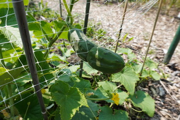 Obraz premium Growing cucumber stocked in a net