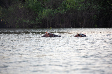 Hippopotamus - Hippopotamus amphibius or hippo is large, mostly herbivorous, semiaquatic mammal...