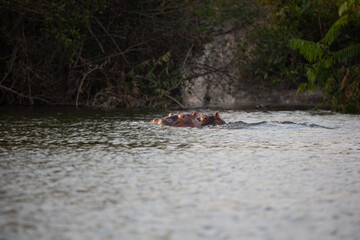 Hippopotamus - Hippopotamus amphibius or hippo is large, mostly herbivorous, semiaquatic mammal native lying in the Congo River, with its head above water.
