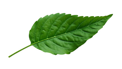 Obraz premium Green leaf isolated on transparent or white background, cut out png