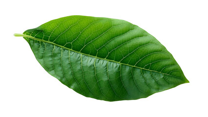 Obraz premium Green leaf isolated on transparent or white background, cut out png