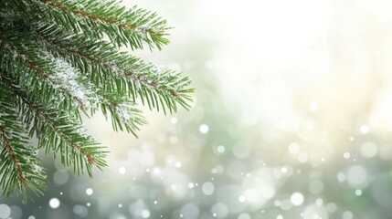 Snowy Fir Tree Branches with Bokeh Background.