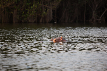 Hippopotamus - Hippopotamus amphibius or hippo is large, mostly herbivorous, semiaquatic mammal native lying in the Congo River, with its head above water.
