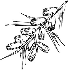 sketch of date fruit hand drawn black and white style with transparent background isolated