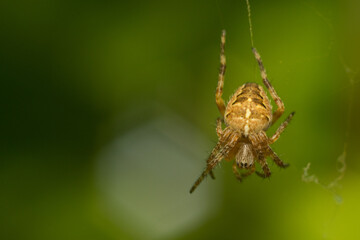 close-up shot of a spider in its natural habitat