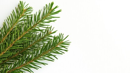Fresh Green Spruce Branches on White Background with Copy Space