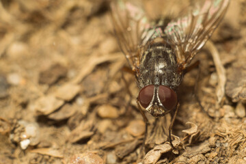 A fly in its natural habitat
