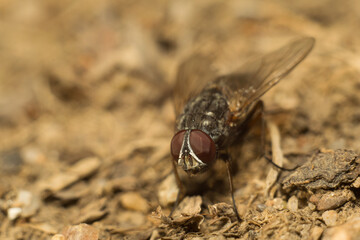 close-up shot of a fly
