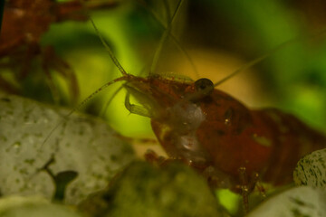 close-up shot of fish and shrimp in their natural environment
