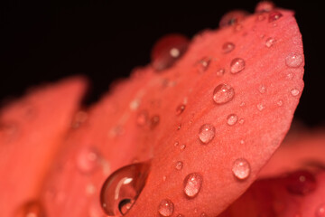 close-up shot of flower after rain
