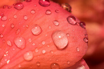 close-up shot of flower after rain
