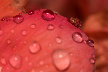 close-up shot of flower after rain
