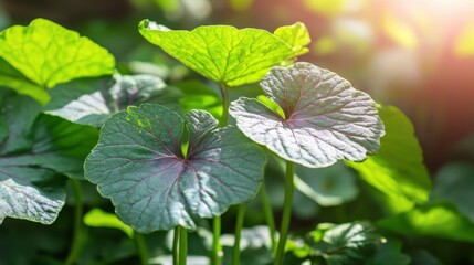 Vibrant Botanical Textures in a Garden Setting