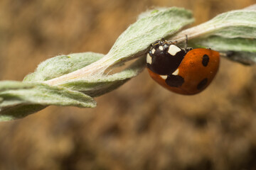 close-up photo of a ladybug on a plant