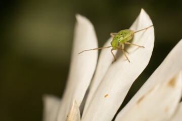 close-up shot of a beetle in its natural habitat
