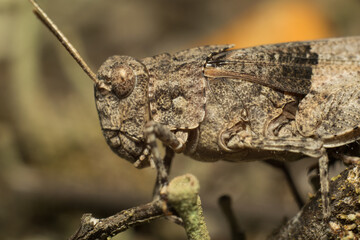 close-up shot of a colorful grasshopper
