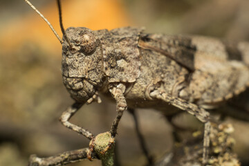 close-up shot of a colorful grasshopper

