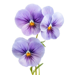 Purple Pansies on White on transparent background.