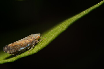 close-up shot of a treehopper