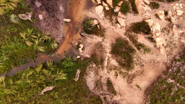 Bachelor herd of kudu bulls jump over stream in wetland area, overhead aerial