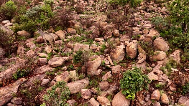 Agile kudu bulls navigate rocky boulders as they climb hillside, aerial pan