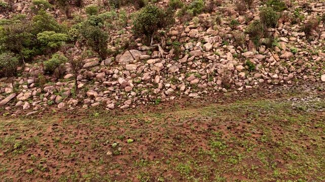 Kudu bulls camouflaged as they enter rocky terrain of hillside, aerial census