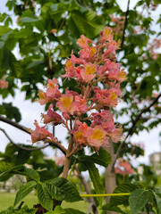 red horse chestnut tree in spring blossom