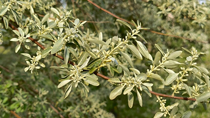 Russian olive tree in spring blossom
