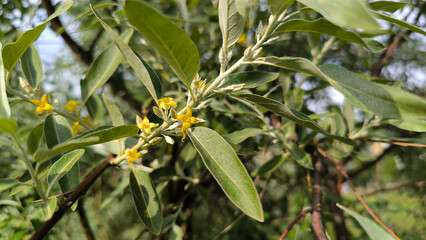 Obraz premium Russian olive tree in spring blossom