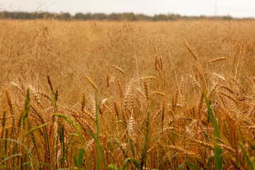 Golden ripe rye grows in the field