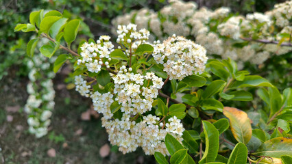 blooming firethorn bush, pyracantha crenulata