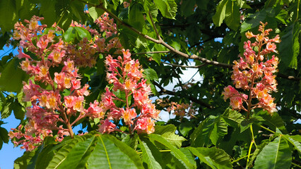 red horse chestnut tree in spring blossom