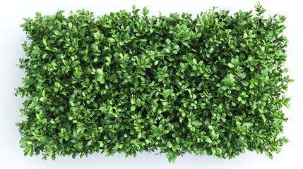 Naklejka premium 3D top view of an isolated green bush tree on a white background, ideal for architectural design illustrations