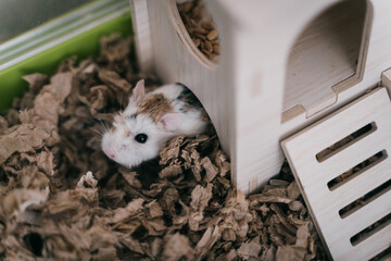 Funny white little Roborovski dwarf hamster in the cage