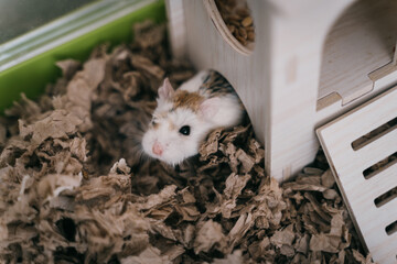 Funny white little Roborovski dwarf hamster in the cage