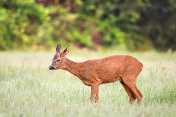 Young roe deer buck eating grass in a clearing after the rain. Capreolus capreolus, Touraine, Indre...