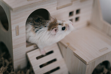 Funny white little Roborovski dwarf hamster in the cage