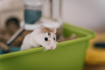 Funny white little Roborovski dwarf hamster in the cage