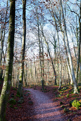 Sun shining through trees in autumn forest creating long shadows