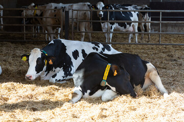 Cow with ear tag standing in barn chewing hay