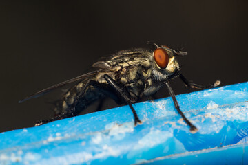close-up shot of a fly
