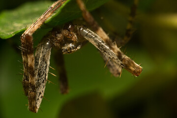close-up shot of a spider in its natural habitat