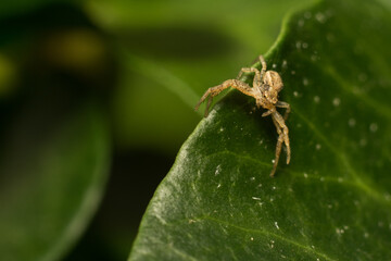 close-up shot of a spider in its natural habitat