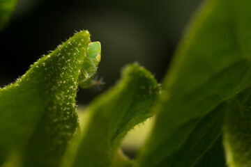 close-up shot of a treehopper