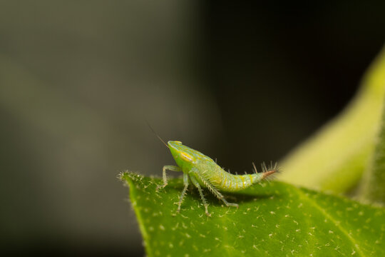 close-up shot of a treehopper
